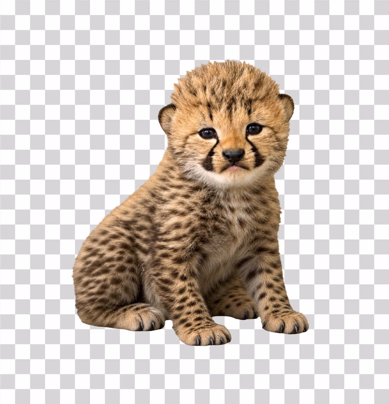 Cheetah Cub PNG Image