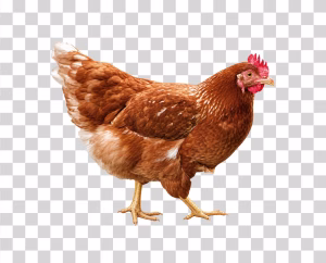 Chicken, Farm Bird and Domestic Poultry, Transparent Image Chicken-Farm-Bird