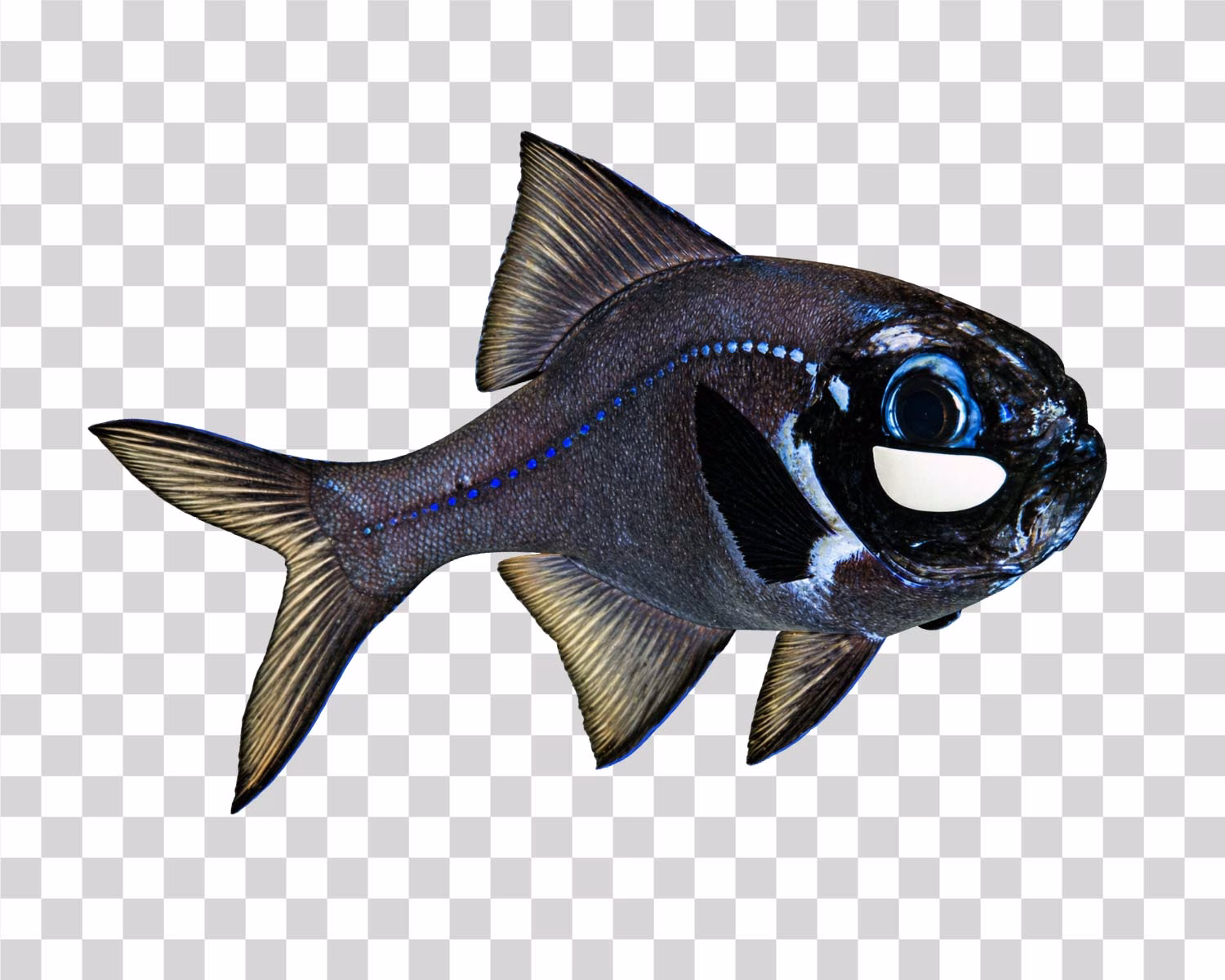 Flashlight Fish PNG