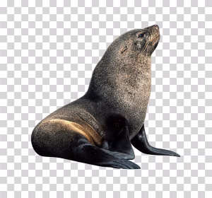Fur Seal, Thick-Coated Marine Animal PNG Fur-Seal-pnf