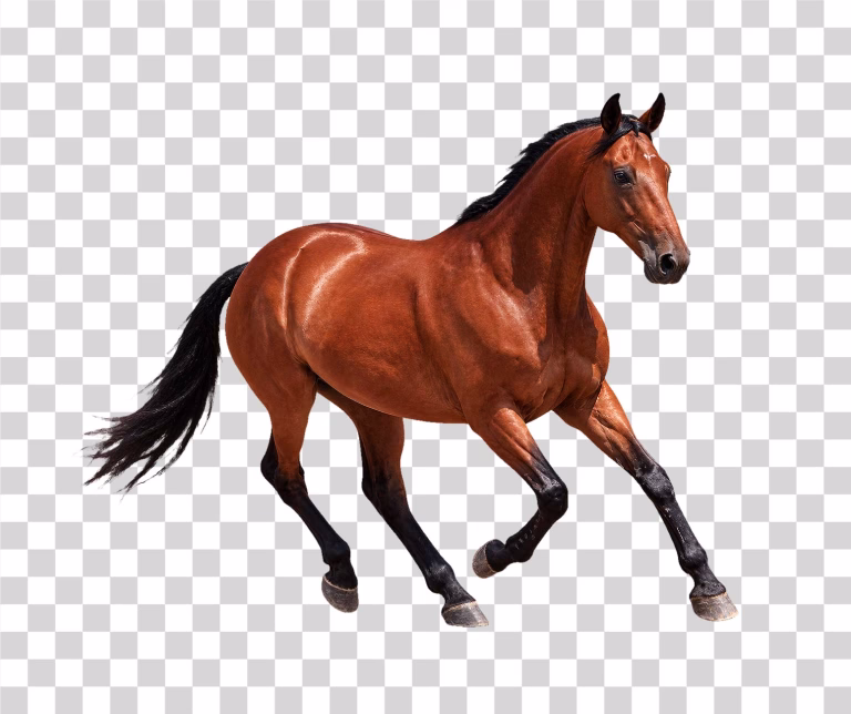 Horse PNG