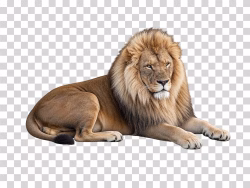 Lion African Big Cat