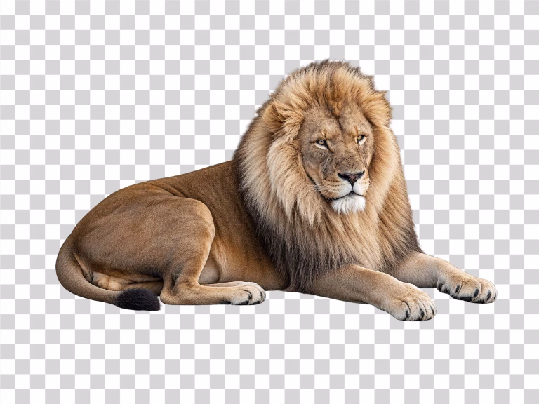 Lion African Big Cat