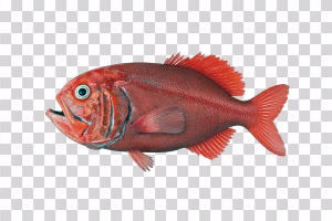 Orange-Roughy