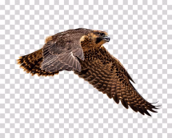 Peregrine Falcon