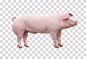 Pig-Farm-Animal