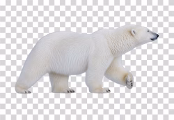 Polar Bear PNG Image