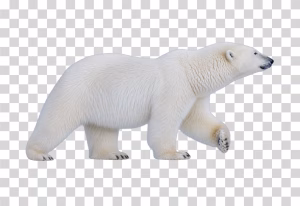 Polar Bear in the Arctic, Powerful White Animal Polar Bear PNG Image