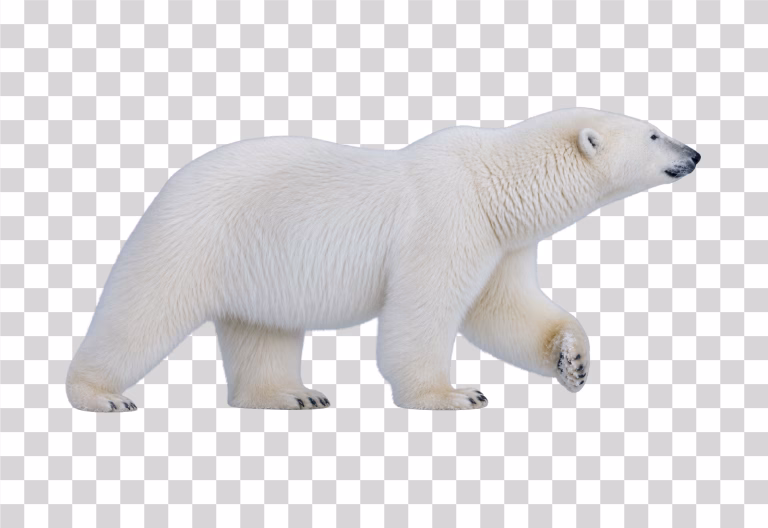 Polar Bear PNG Image