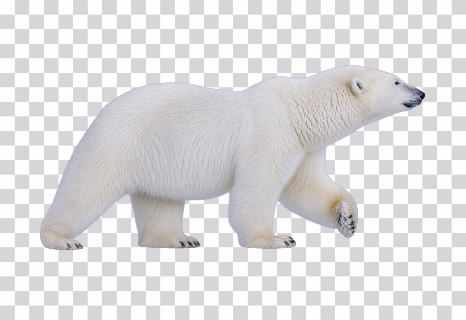 Polar Bear PNG Image