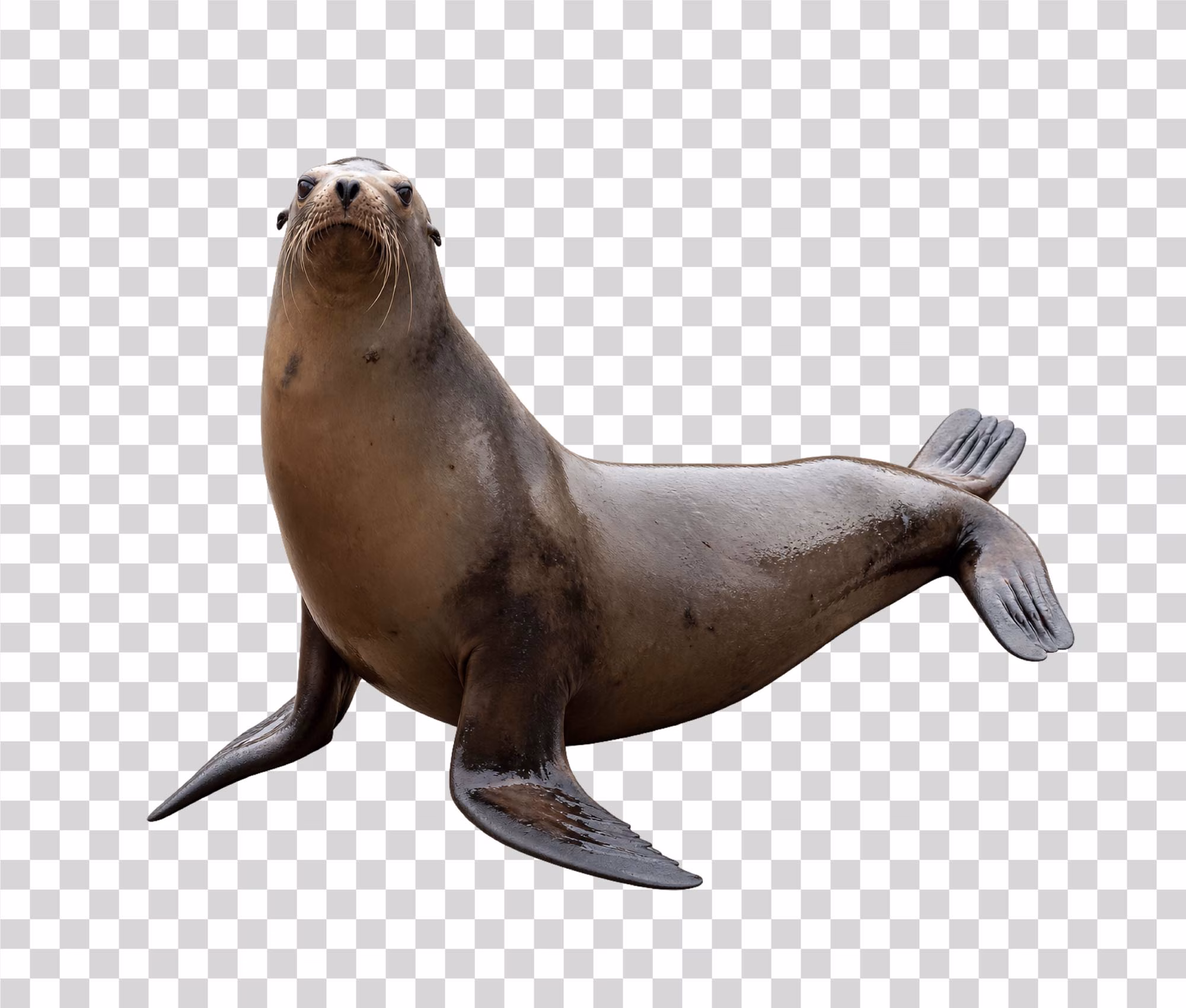 Sea Lion Coastal Marine Animal