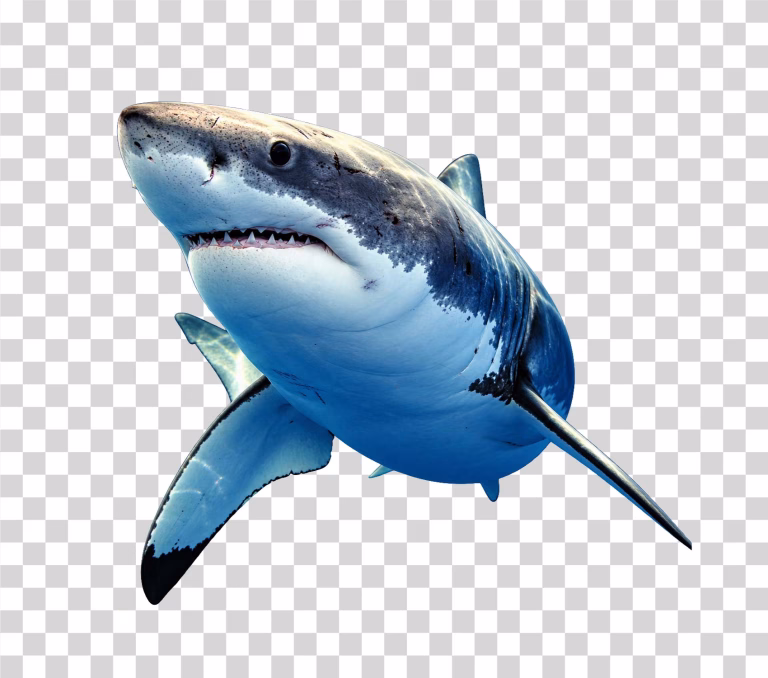 Shark PNG Image