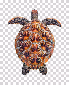 Turtle Top View, Sea Turtle from Above, Transparent PNG Turtle Top View
