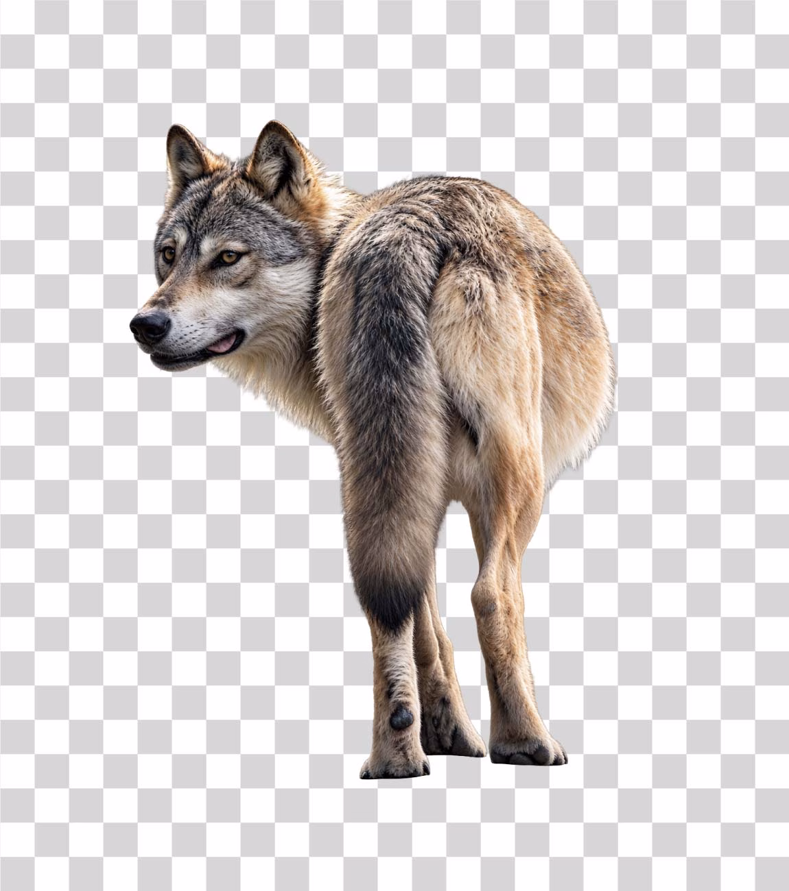 Wolf from the Back