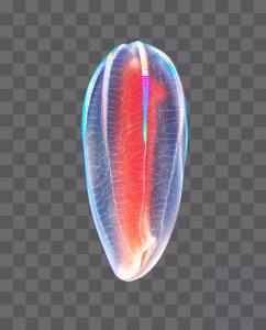 Abyssal Comb Jelly