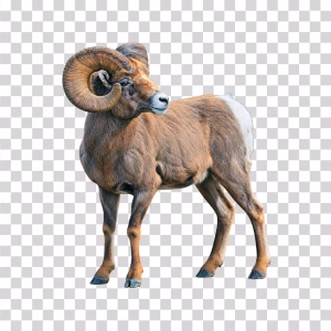 Argali Sheep, Wild Mountain Sheep, Transparent PNG Argali Sheep