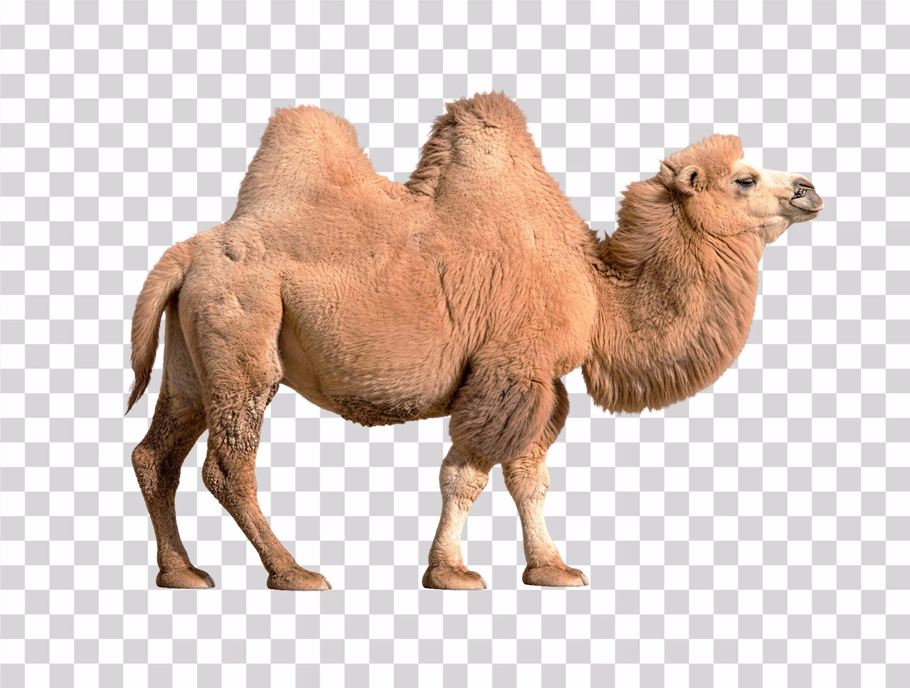 Bactrian Camel