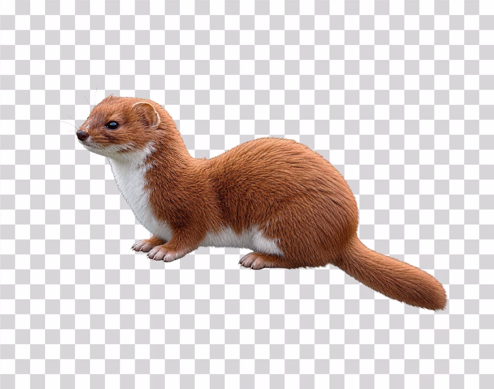 Brown Ermine