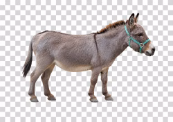 Donkey Full Body
