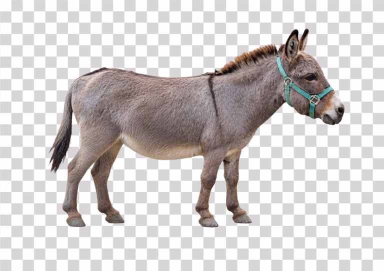 Donkey Full Body