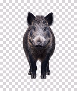 Front View of a Wild Boar, Transparent PNG Front-View-of-a-Wild-Boar