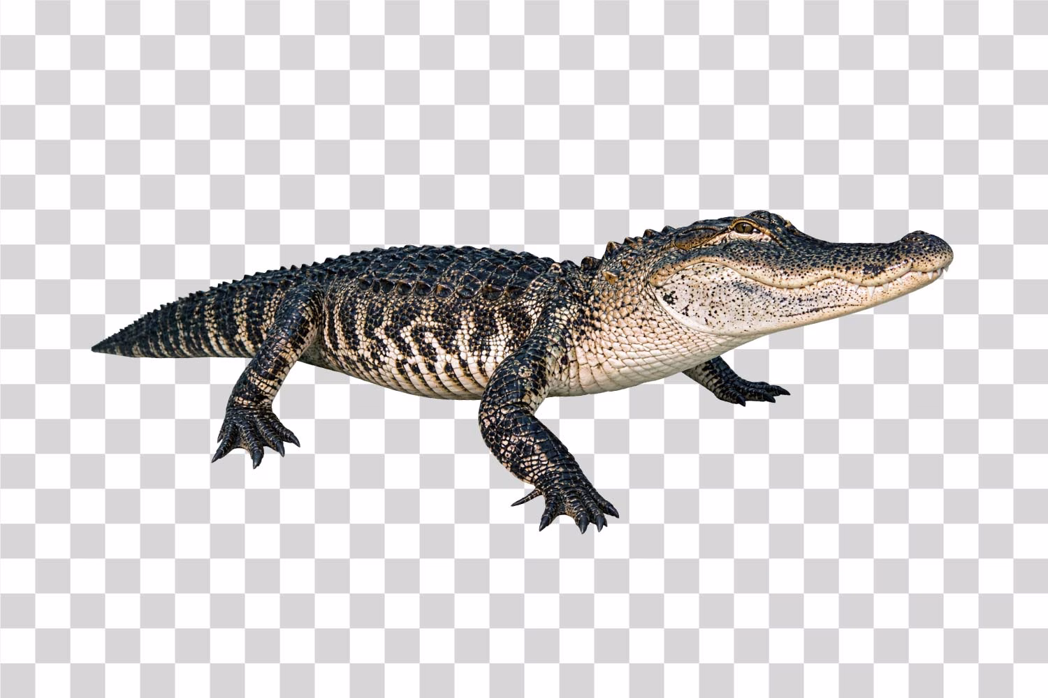 Full Body Alligator