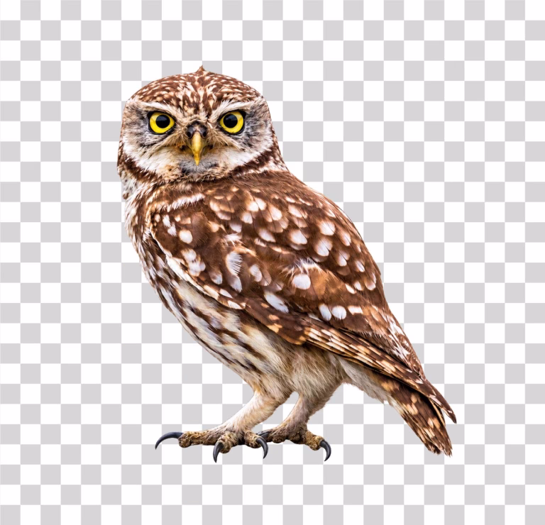 Full Body Owl PNG Image
