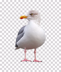 Herring Gull PNG