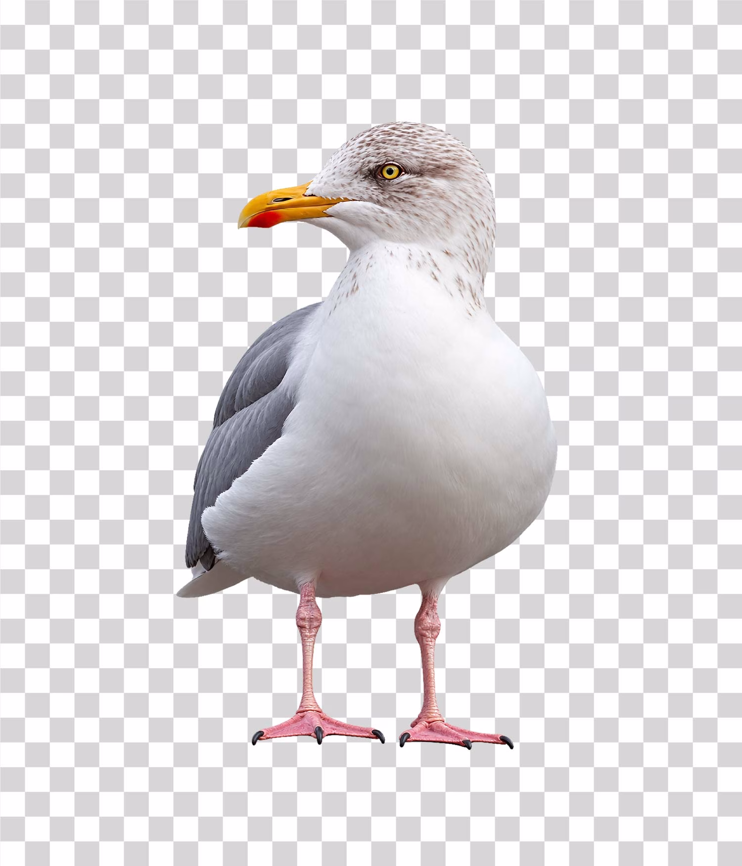 Herring Gull PNG