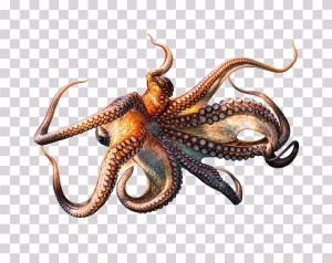 Octopus with Eight Tentacles, Underwater Sea Life PNG Octopus png for download