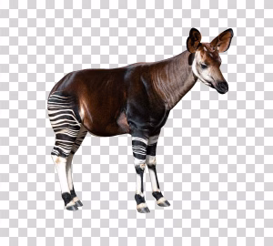 Okapi, Rare African Forest Mammal, Transparent PNG Okapi png image