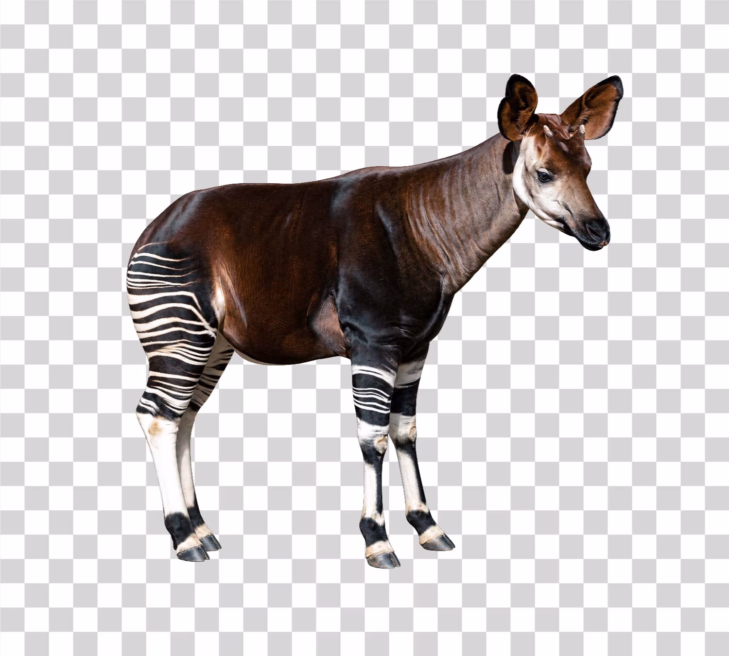 Okapi png image