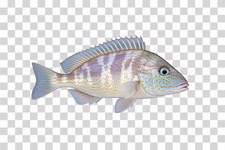 Pigfish
