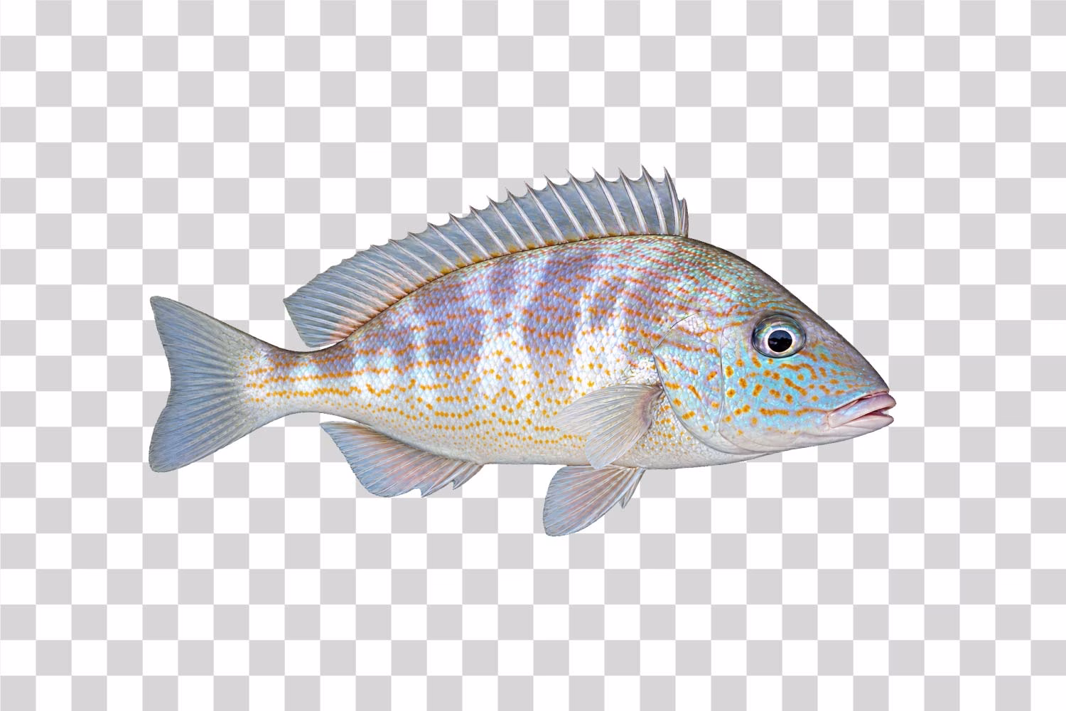 Pigfish