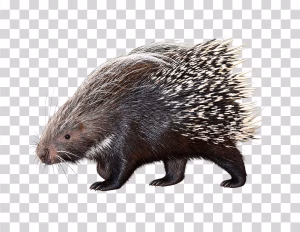 Porcupine-png