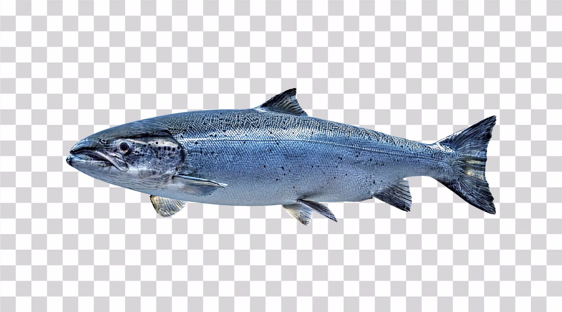 Salmon Fish PNG