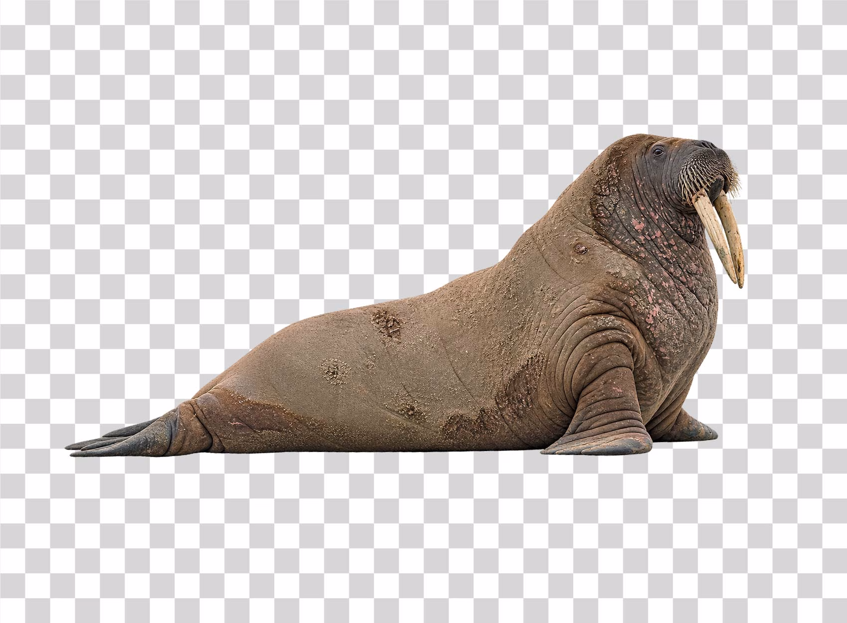 Walrus Side View